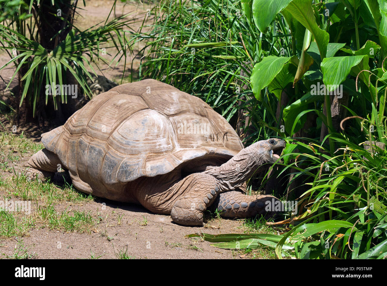 Riesenschildkröte (Aldabrachelys gigantea), Biopark, Rom, Latium, Italien Stockfoto
