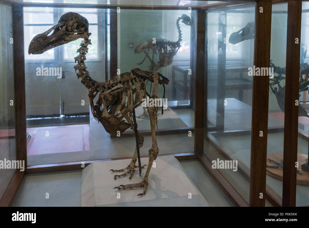 Skelette von dodos, erloschenen flugunfähige Vögel, im Naturhistorischen Museum, Port Louis, Mauritius Stockfoto