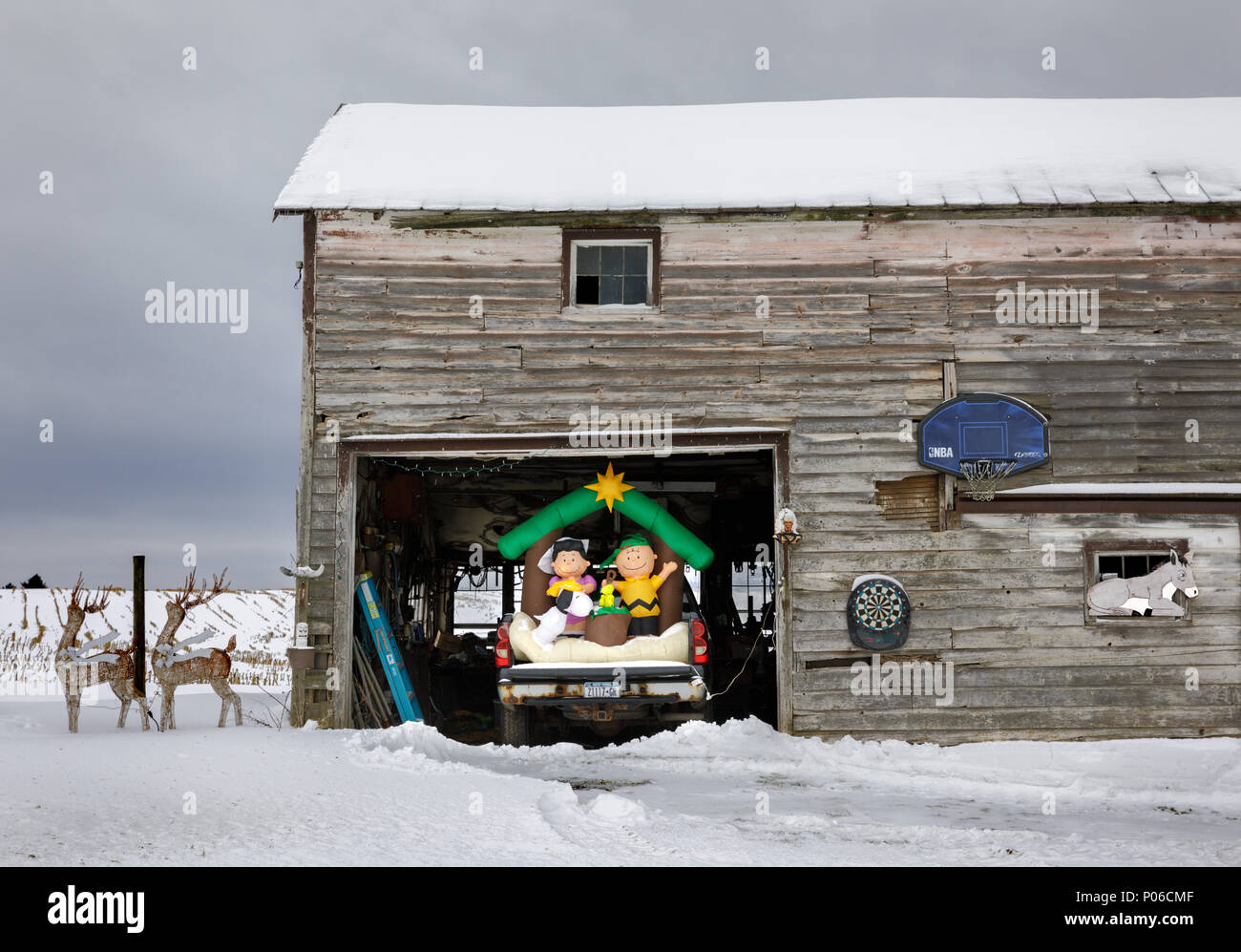 Donau, New York: Eine Erdnüsse cresh in einem Pickup Truck in einer Scheune. Stockfoto