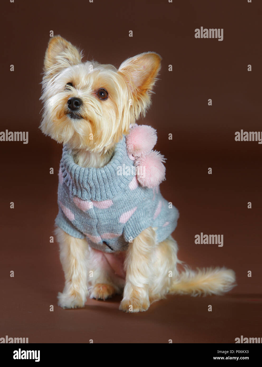 Welpen yorkshire Kleid in rosa Winter Dress Stockfoto