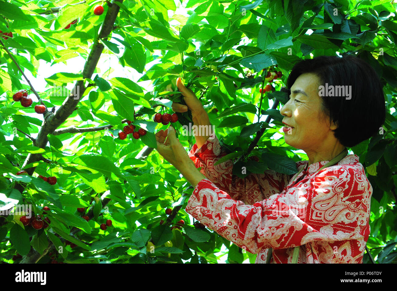 Yantai, China Provinz Shandong. 8. Juni 2018. Eine Frau nimmt Kirschen in Zhanggezhuang Stadt Yantai, Provinz Shandong, China, 8. Juni 2018. Die Kirsche Pflanzung in Zhanggezhuang erreicht 1.333 Hektar im Jahr 2017. Lokale Landwirte verfügbare Einkommen pro Kopf 3.100 US-Dollar übertroffen. Quelle: Ren Michael Wicke/Xinhua/Alamy leben Nachrichten Stockfoto