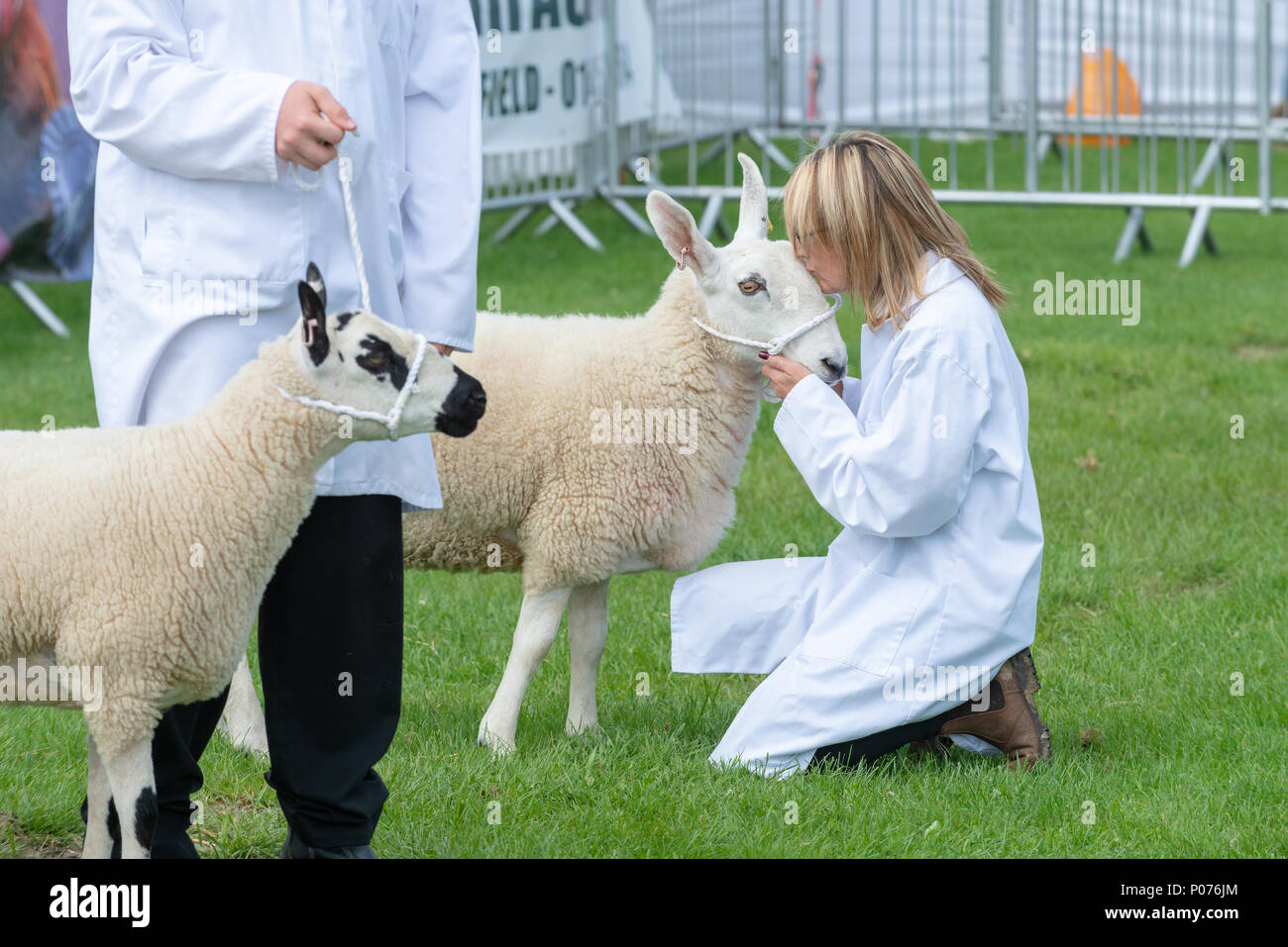 Der Besitzer einer Grenze Leicester seltene Rasse Schafe küsst es die Nase beim Warten auf die Beurteilung im Süden von England Show in Sussex, England​ zu starten. Stockfoto