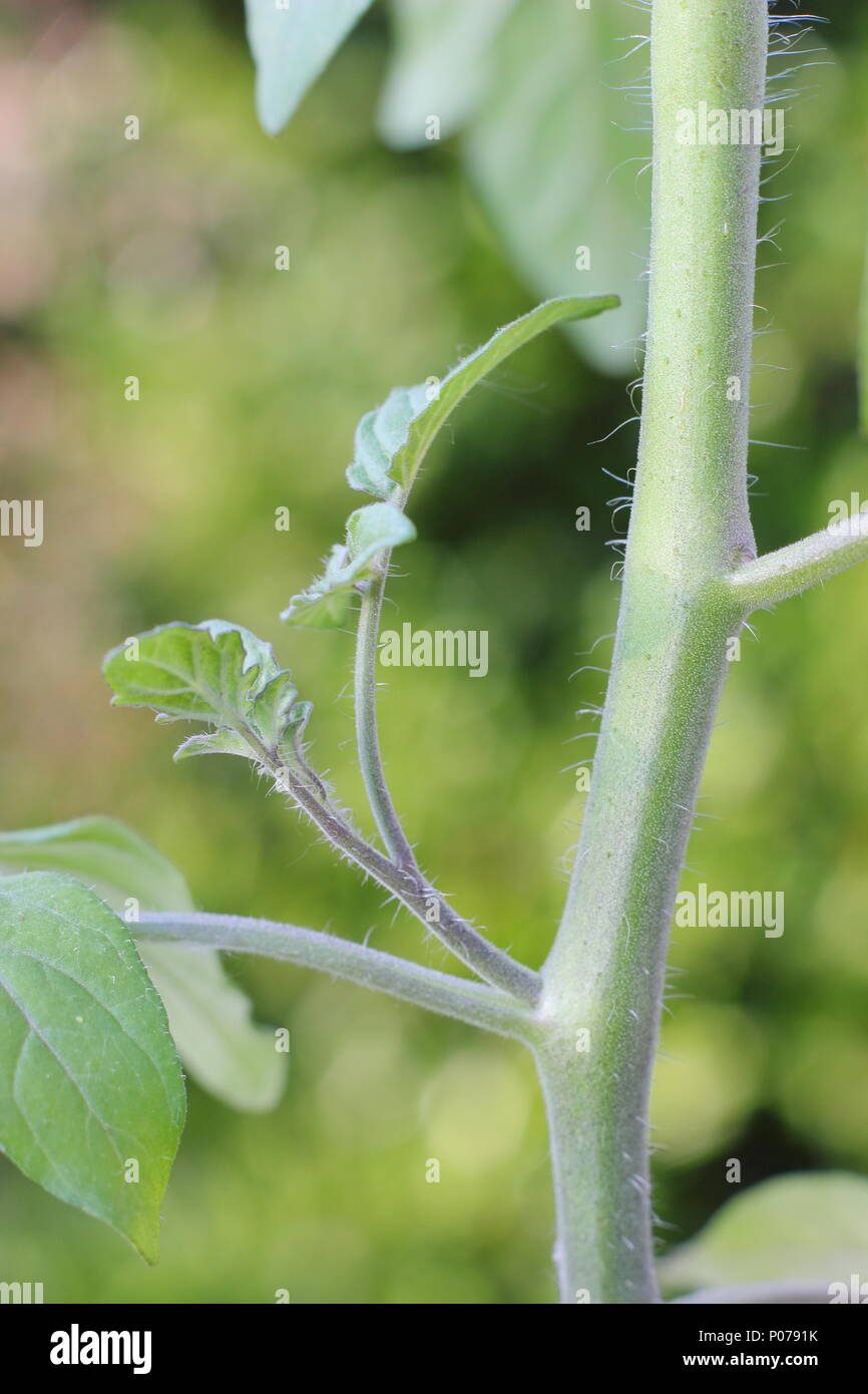 Solanum Lycopersicum. Seitensproß eine tomatenpflanze vor dem Ausbau (eingeklemmt), im Frühsommer, England, Großbritannien Stockfoto