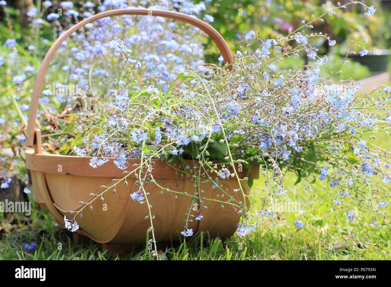 Myosotis. Clearing vergessen mich nicht Blumen (Myosotis), von der Grenze zu einem Englischen Garten in eine trug im späten Frühjahr, Großbritannien Stockfoto