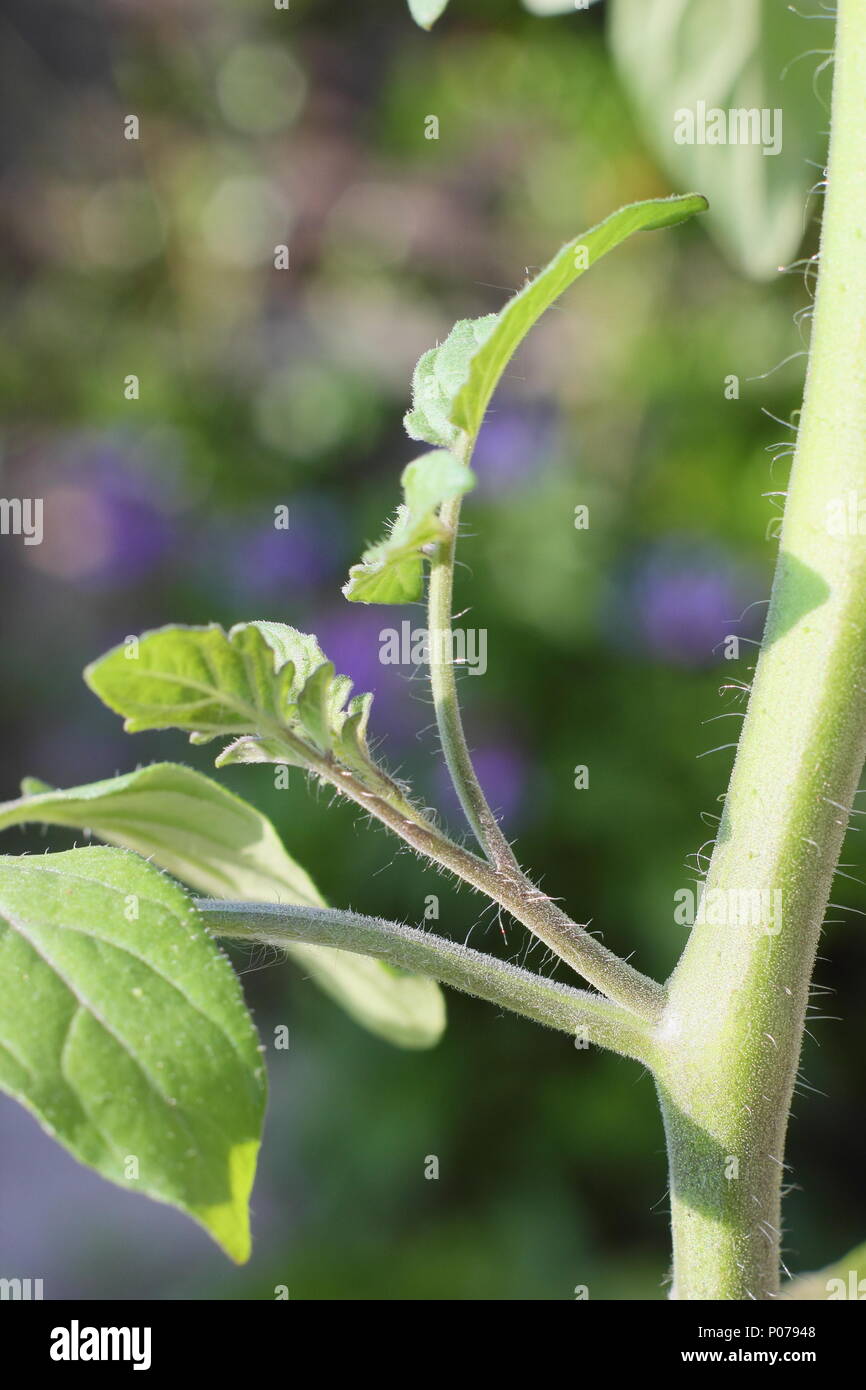 Solanum Lycopersicum. Seitensproß eine tomatenpflanze vor dem Ausbau durch Quetschung im Frühsommer, England, Großbritannien Stockfoto