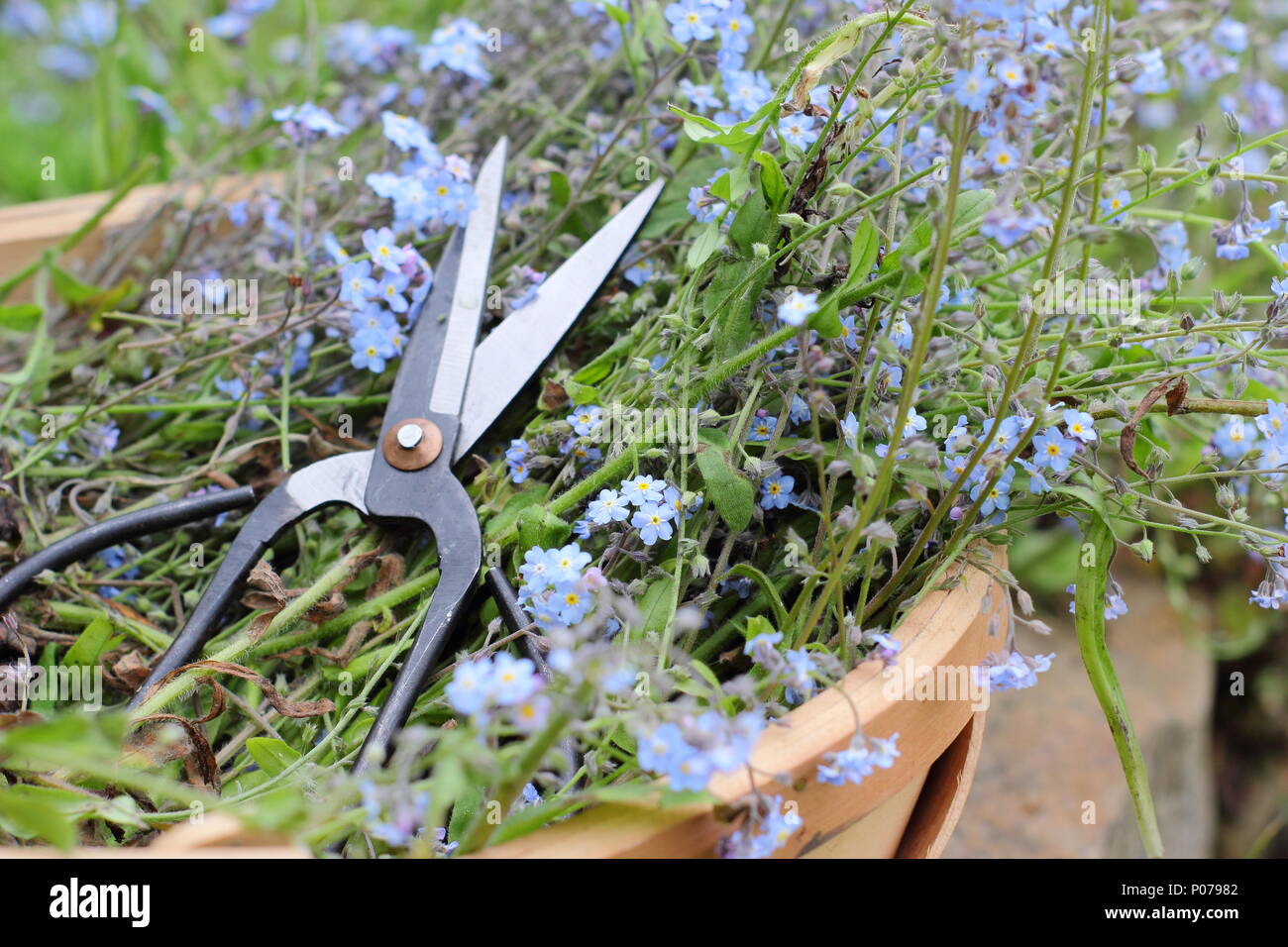 Myosotis. Clearing vergessen mich nicht Blumen (Myosotis), von der Grenze zu einem Englischen Garten in eine trug im späten Frühjahr, Großbritannien Stockfoto