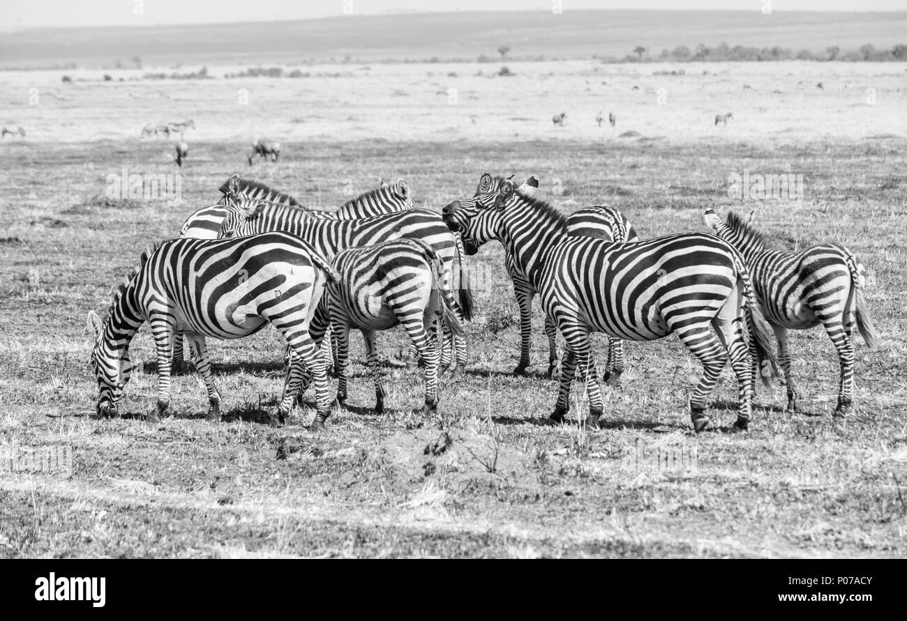 Eine Herde Zebras schoss auf die Masai Mara Stockfoto