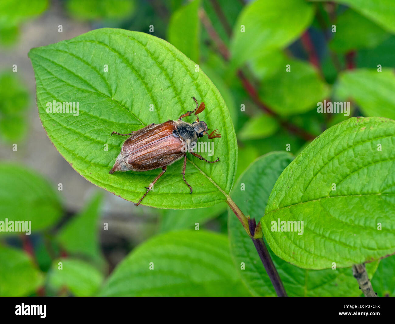 Die gemeinsame maikaefer Melolontha melolontha Stockfoto