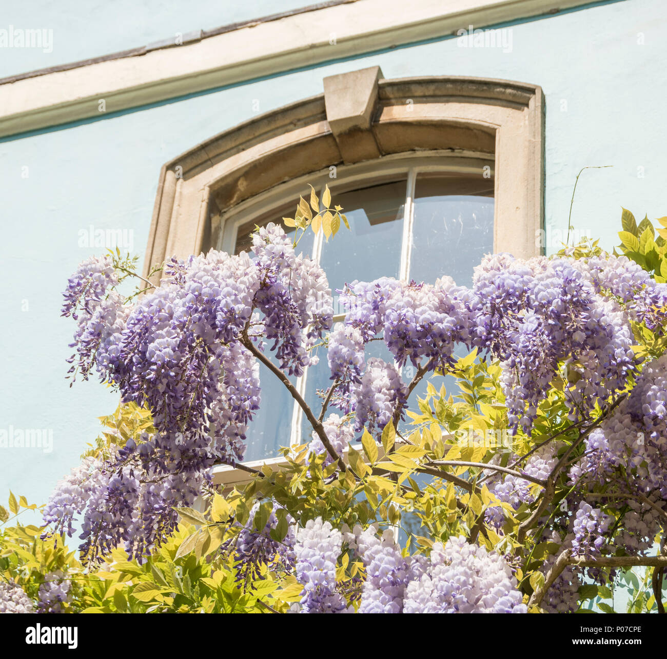 Glyzinie bedeckte Häuser in Hotwells, Bristol, Großbritannien Stockfoto