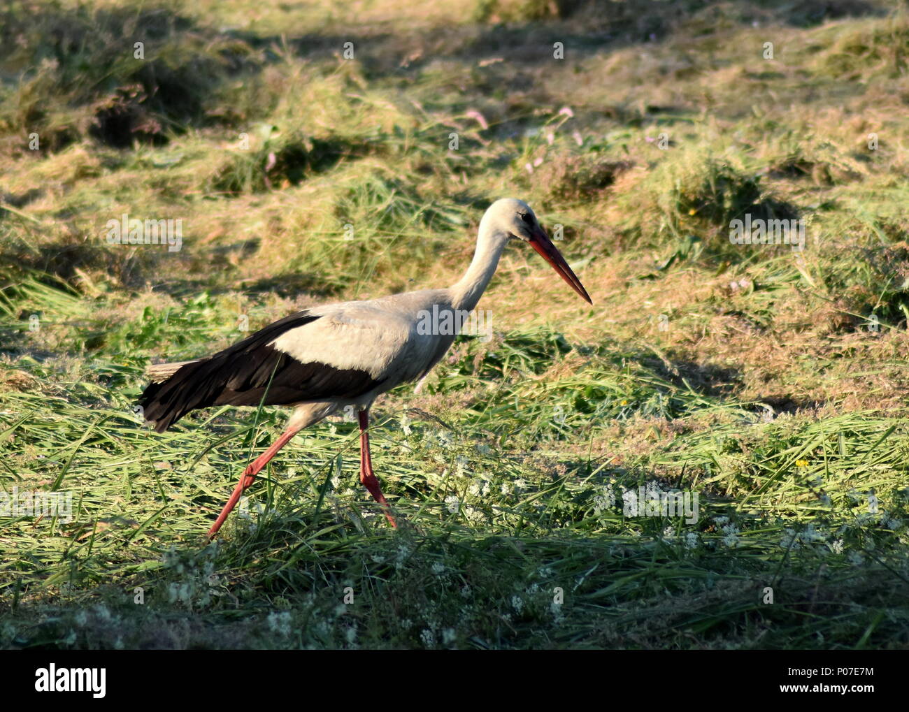 Foto von einsamen Storch in einer Wiese Stockfoto