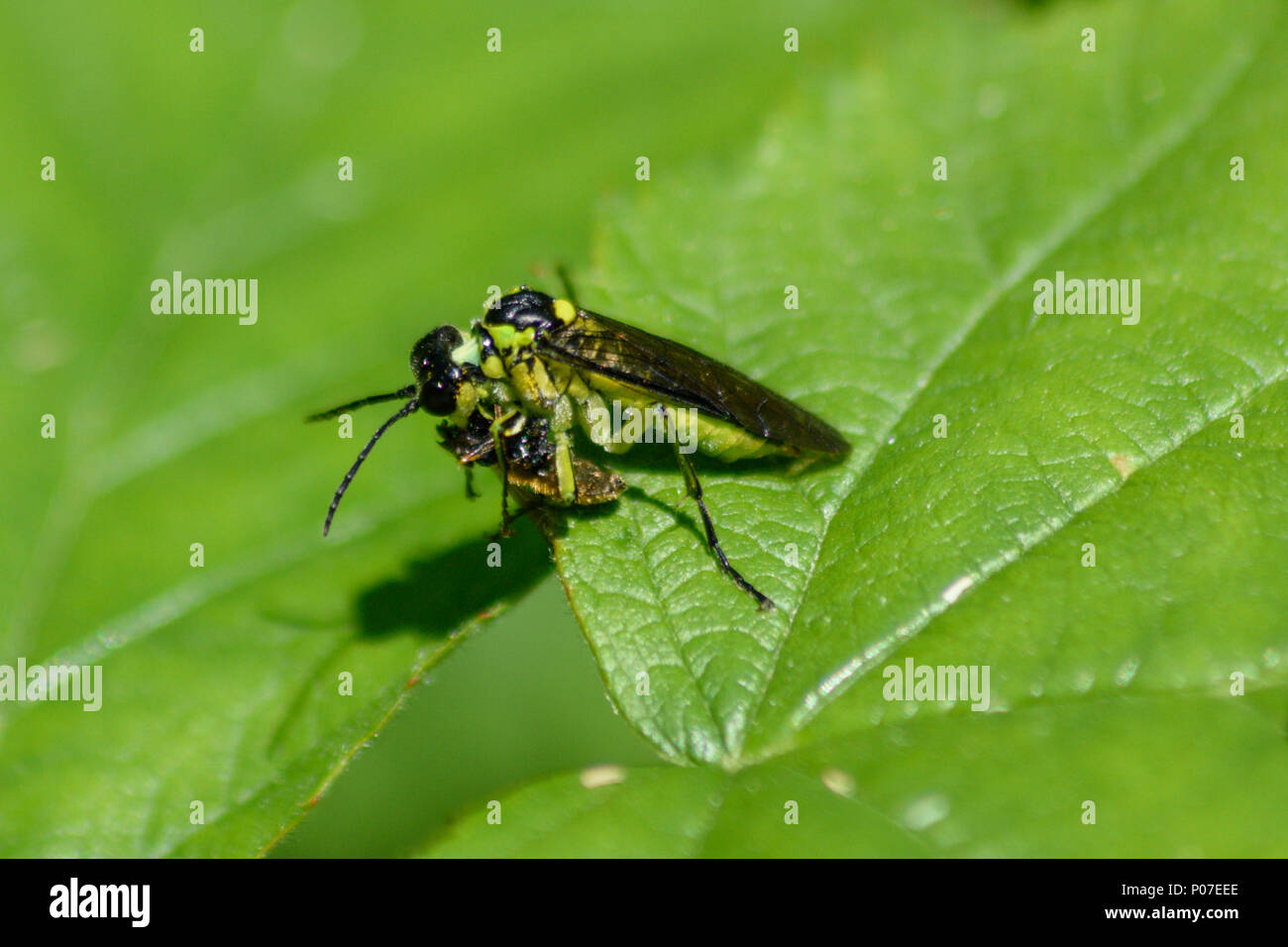 Grüne Sawfly konsumieren ein weiteres kleines Insekt Stockfoto