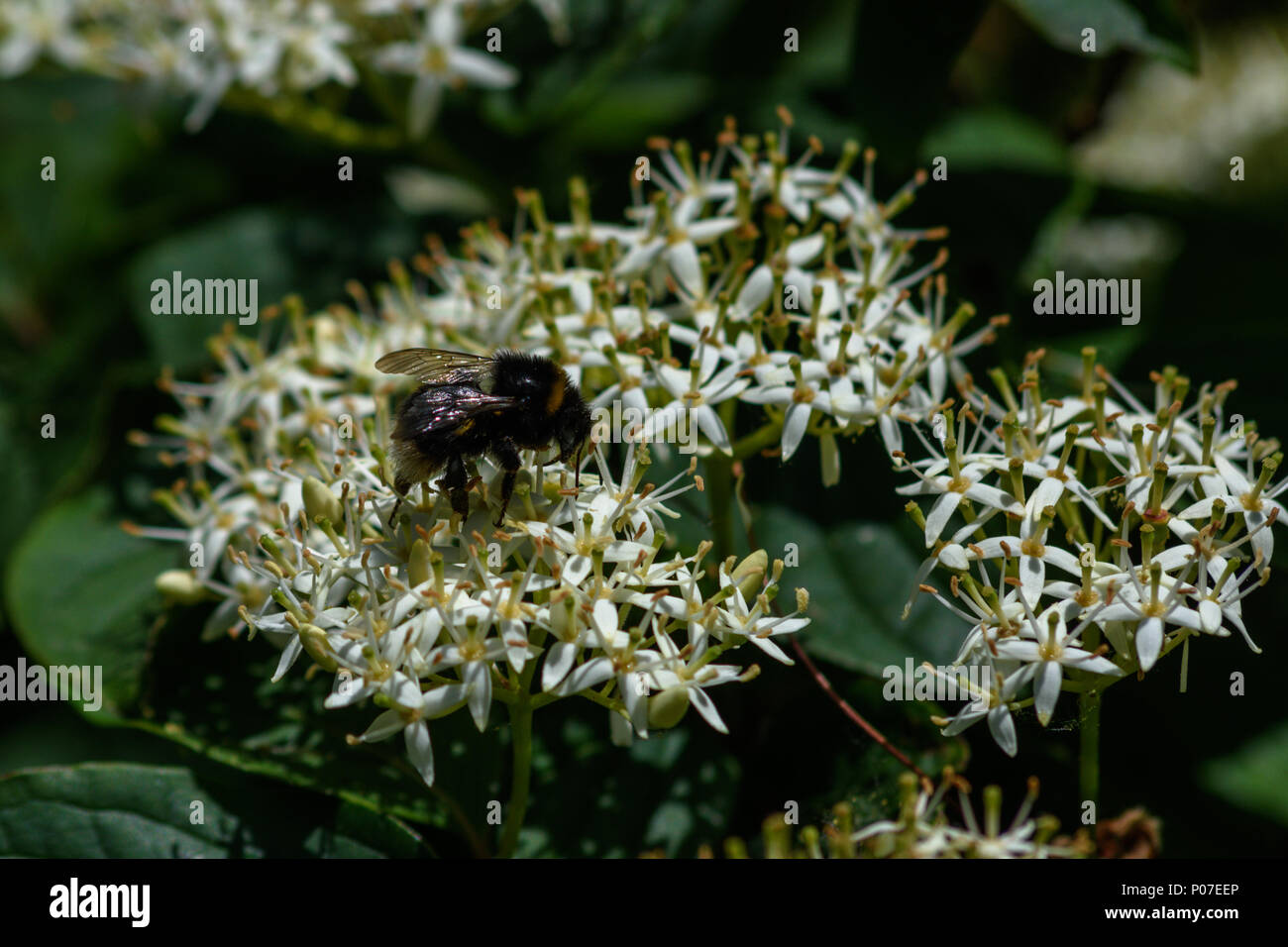 Bumble Bee Pollen sammeln und Nektar aus einer viburnum Blume Stockfoto