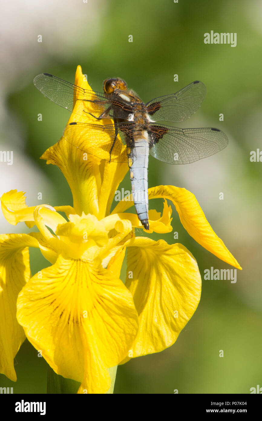 Libelle, Plattbauch Libellula depressa,, männlich, Gelbe Flagge Iris, Iris pseudacorus, Sussex, UK, Mai, Stockfoto
