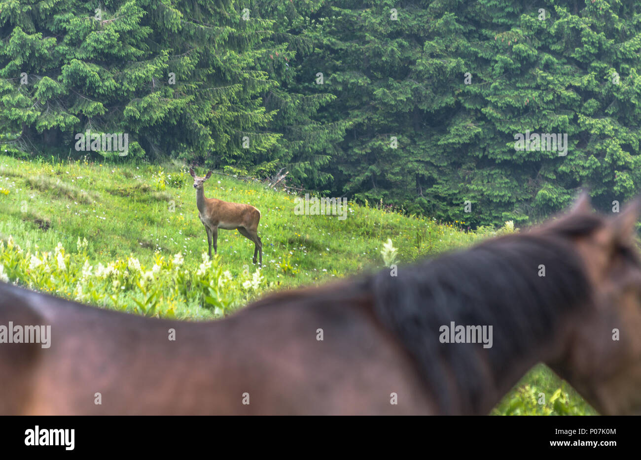 Ein guter Freund von mir hatte ihr geliebtes Pferd gehen Sie auf die andere Seite zu lassen.. haben wir uns entschieden, einige der letzten Bilder von ihm zu machen, bevor er uns verlassen. Stockfoto