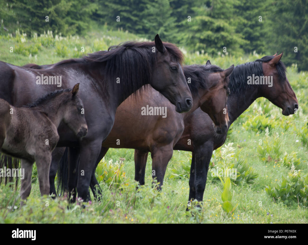 Ein guter Freund von mir hatte ihr geliebtes Pferd gehen Sie auf die andere Seite zu lassen.. haben wir uns entschieden, einige der letzten Bilder von ihm zu machen, bevor er uns verlassen. Stockfoto