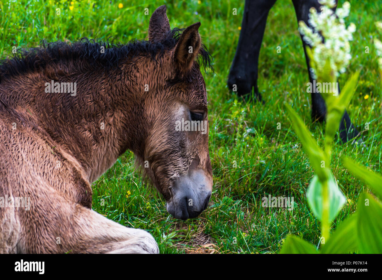 Ein guter Freund von mir hatte ihr geliebtes Pferd gehen Sie auf die andere Seite zu lassen.. haben wir uns entschieden, einige der letzten Bilder von ihm zu machen, bevor er uns verlassen. Stockfoto