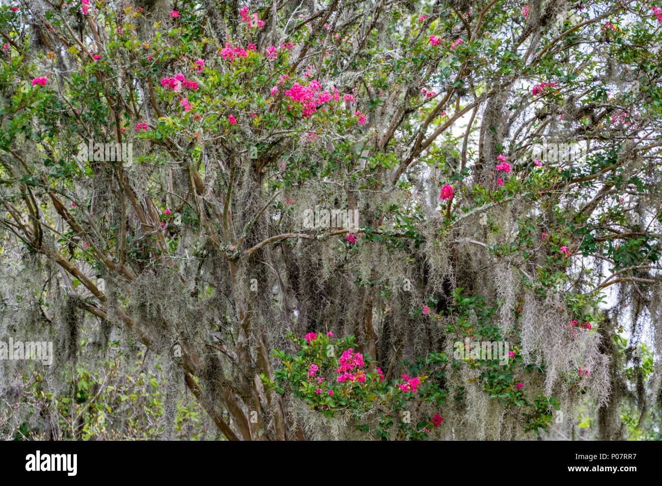 Rosa Blüten auf Live Oak, spanisches Moos, Boone Hall Plantation, South Carolina, Mount Pleasant Stockfoto