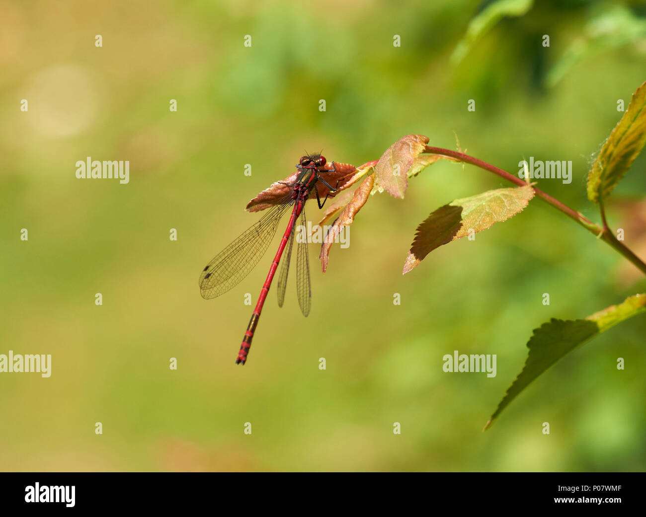 Große rote Dirne, Pyrrhosoma nymphula Fliegen, Insekten Stockfoto
