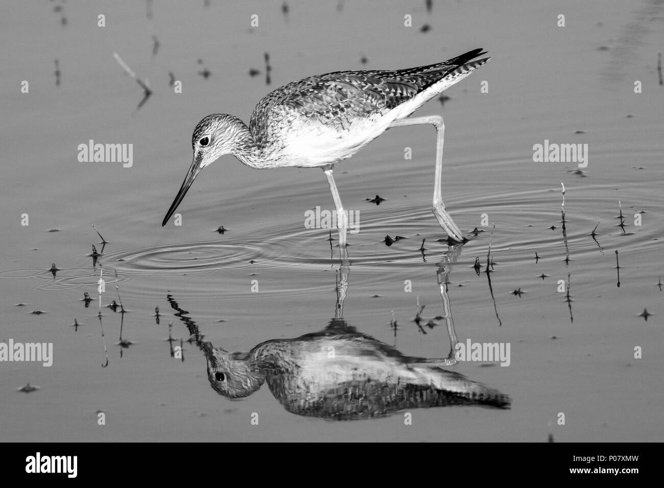 Lesser Yellowlegs auf der Jagd für einen Imbiss erfasst. Stockfoto