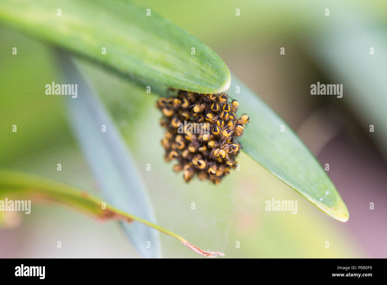 Ein Cluster von baby European Garden Spider (Araneus diadematus) Stockfoto