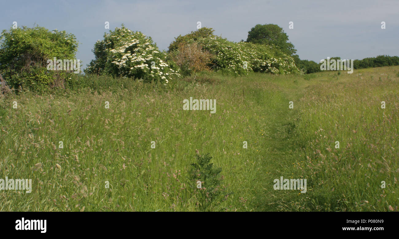 Cissbury Ring, West Sussex Stockfoto