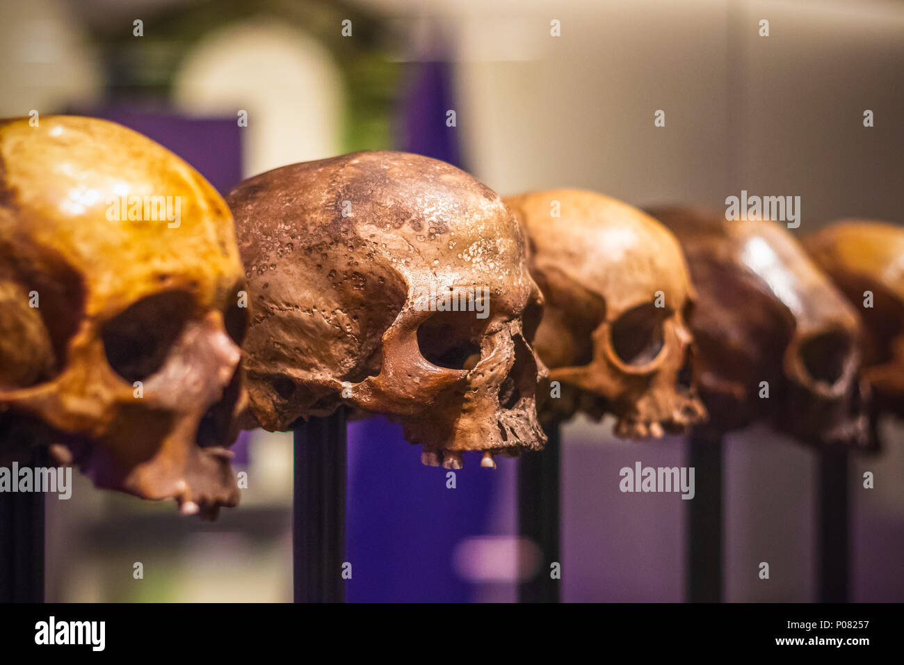 London, Großbritannien - 17 Januar, 2018 - selektive Fokus, Schädel ohne Unterkiefer im Science Museum in London. Stockfoto