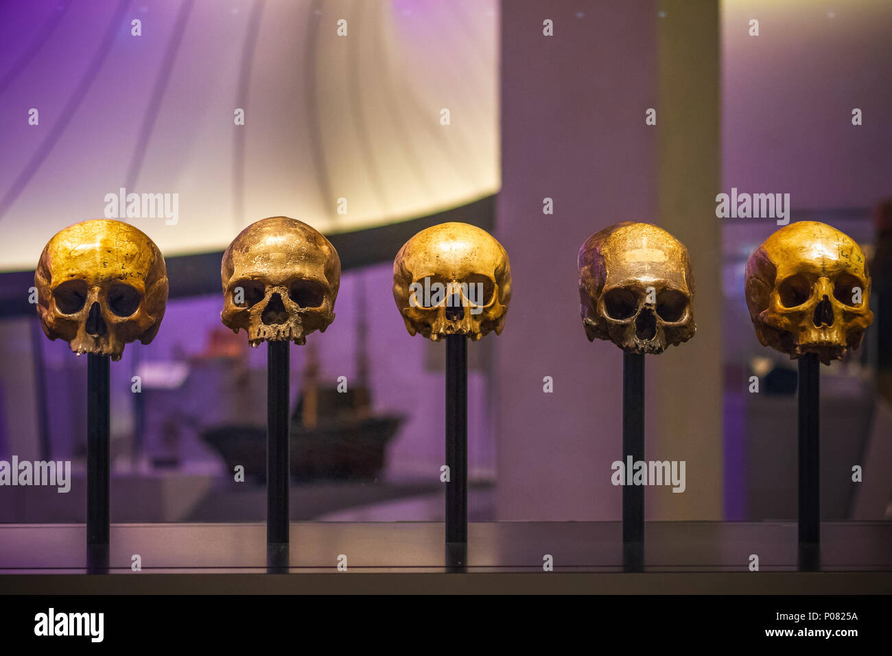 London, Großbritannien - 17 Januar, 2018 - selektive Fokus, Schädel ohne Unterkiefer im Science Museum in London. Stockfoto