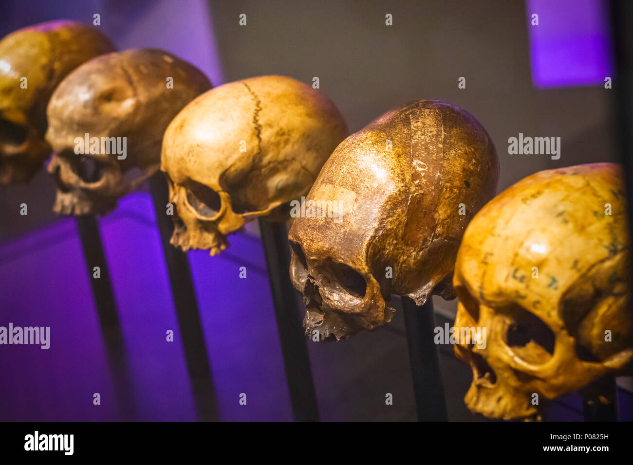 London, Großbritannien - 17 Januar, 2018 - selektive Fokus, Schädel ohne Unterkiefer im Science Museum in London. Stockfoto