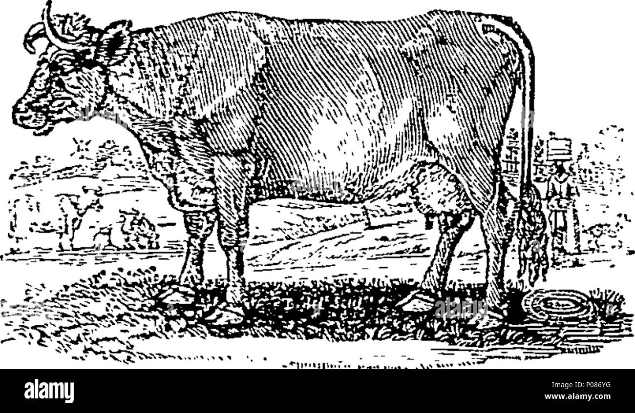 . Englisch: Fleuron aus Buch: eine allgemeine Geschichte der Vierbeiner. Die Zahlen eingraviert auf Holz von T.Bewick. 105 Eine allgemeine Geschichte der Vierbeiner. Die Zahlen eingraviert auf Holz von T.Bewick. Fleuron T 060630-18 Stockfoto