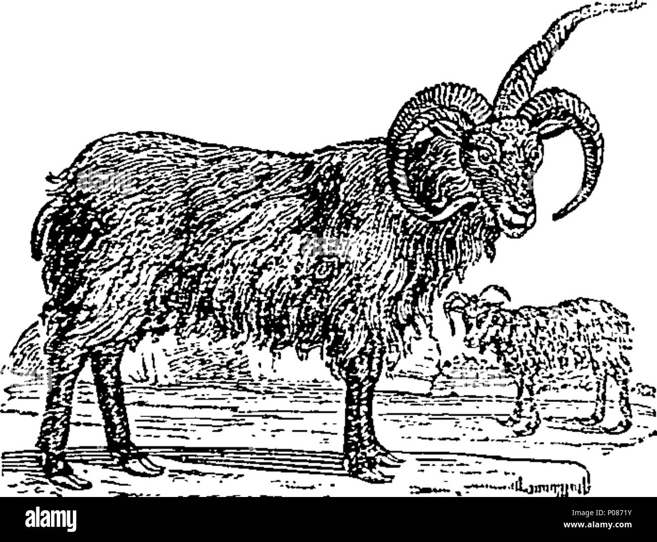 . Englisch: Fleuron aus Buch: eine allgemeine Geschichte der Vierbeiner. Die Zahlen eingraviert auf Holz von T.Bewick. 106 Eine allgemeine Geschichte der Vierbeiner. Die Zahlen eingraviert auf Holz von T.Bewick. Fleuron T 060630-44 Stockfoto