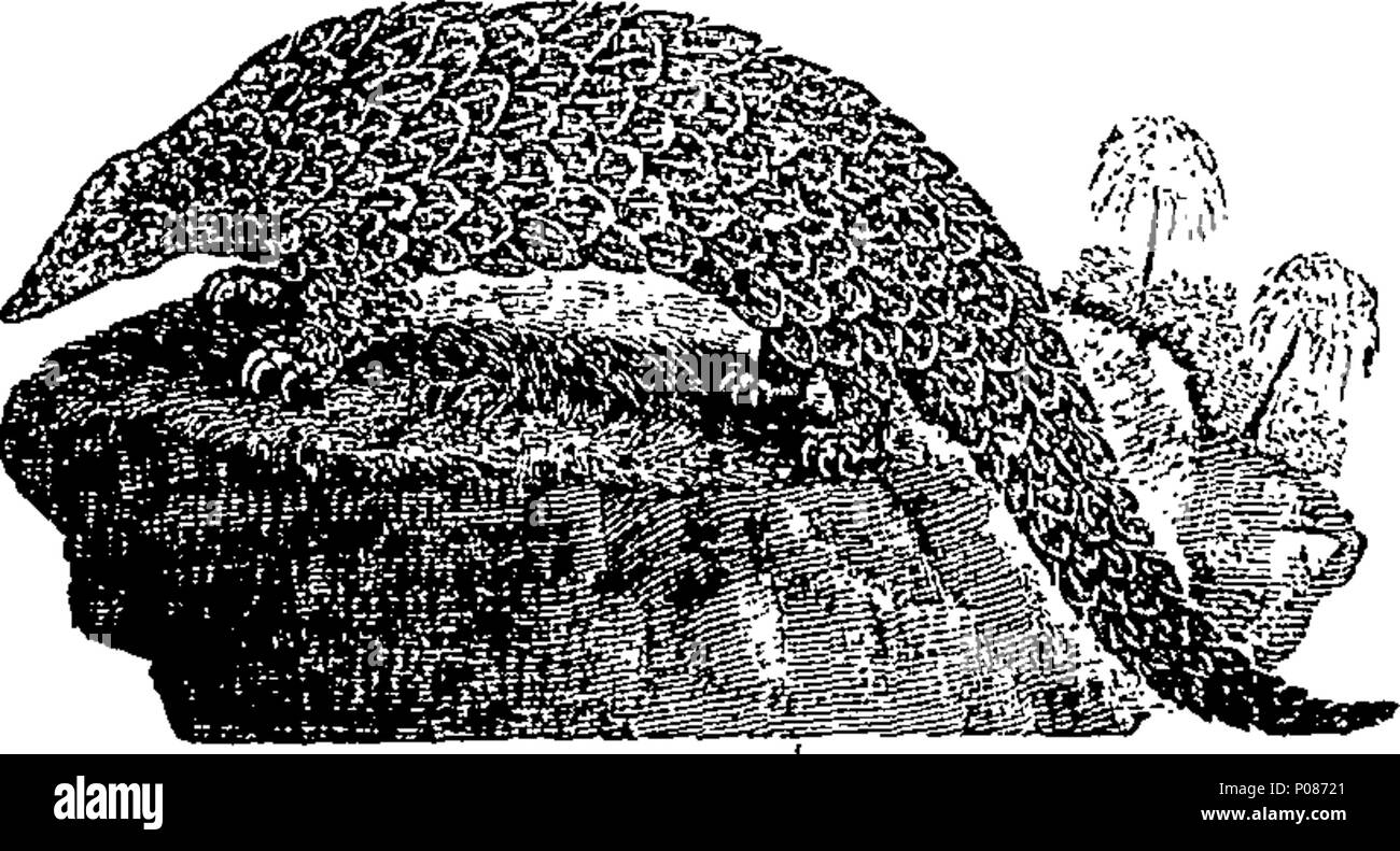 . Englisch: Fleuron aus Buch: eine allgemeine Geschichte der Vierbeiner. Die Zahlen eingraviert auf Holz von T.Bewick. 106 Eine allgemeine Geschichte der Vierbeiner. Die Zahlen eingraviert auf Holz von T.Bewick. Fleuron T 060630-48 Stockfoto