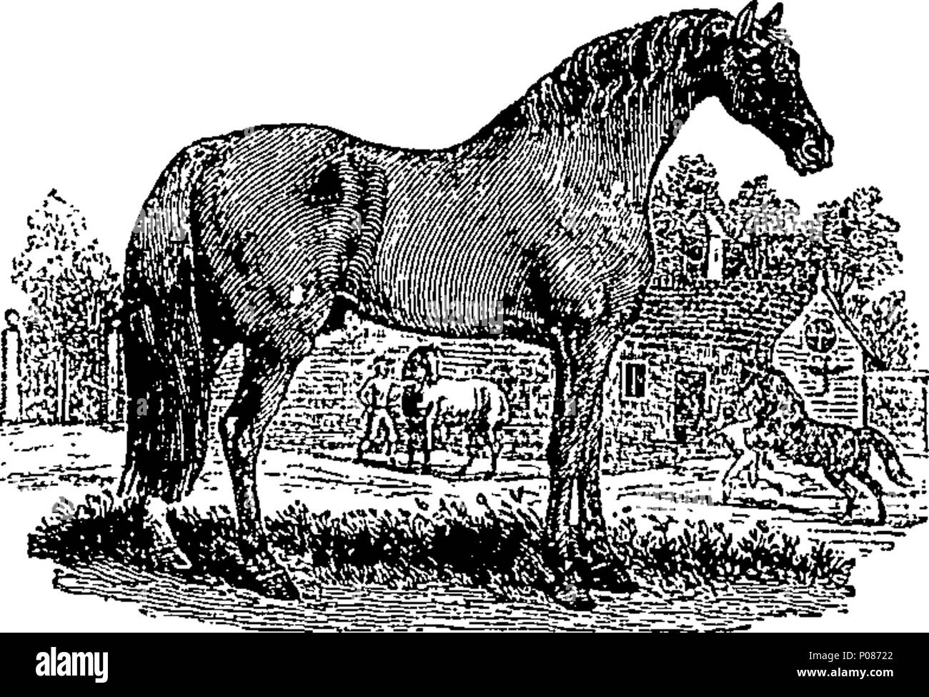 . Englisch: Fleuron aus Buch: eine allgemeine Geschichte der Vierbeiner. Die Zahlen eingraviert auf Holz von T.Bewick. 106 Eine allgemeine Geschichte der Vierbeiner. Die Zahlen eingraviert auf Holz von T.Bewick. Fleuron T 060630-5 Stockfoto