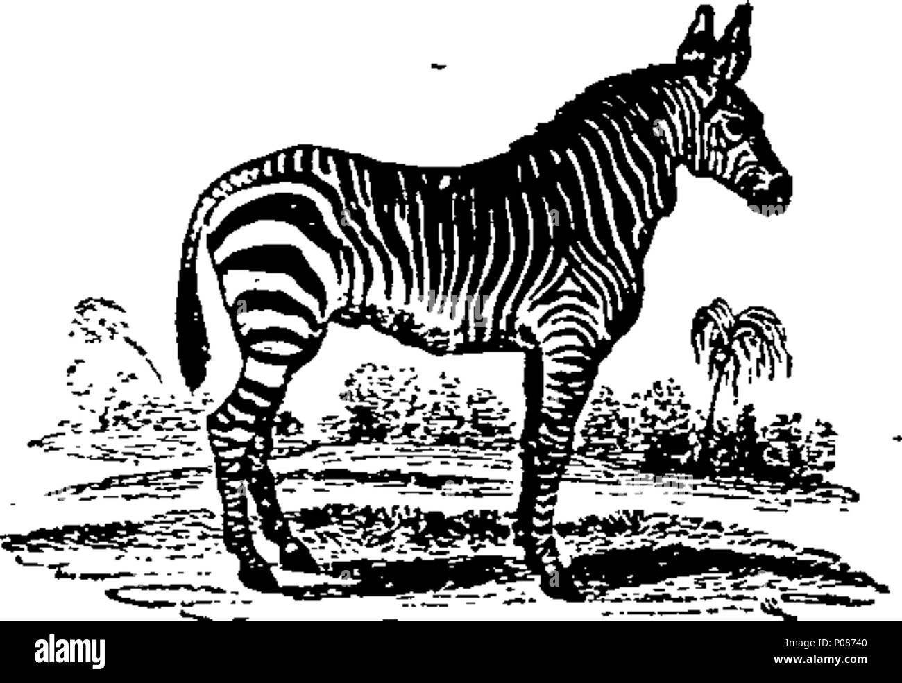 . Englisch: Fleuron aus Buch: eine allgemeine Geschichte der Vierbeiner. Die Zahlen eingraviert auf Holz von T.Bewick. 106 Eine allgemeine Geschichte der Vierbeiner. Die Zahlen eingraviert auf Holz von T.Bewick. Fleuron T 060631-16 Stockfoto