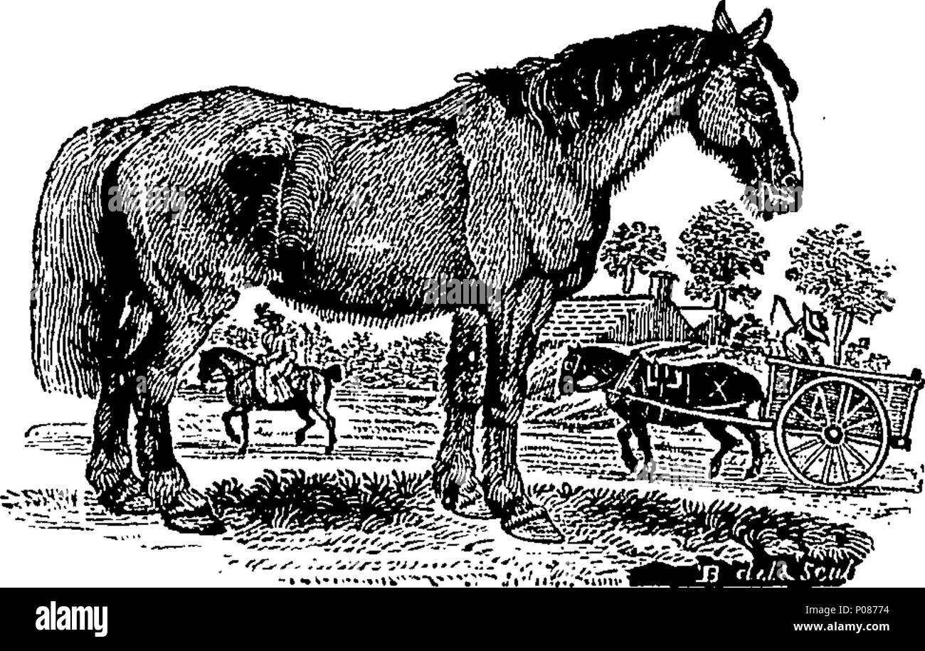 . Englisch: Fleuron aus Buch: eine allgemeine Geschichte der Vierbeiner. Die Zahlen eingraviert auf Holz von T.Bewick. 106 Eine allgemeine Geschichte der Vierbeiner. Die Zahlen eingraviert auf Holz von T.Bewick. Fleuron T 061241-11 Stockfoto