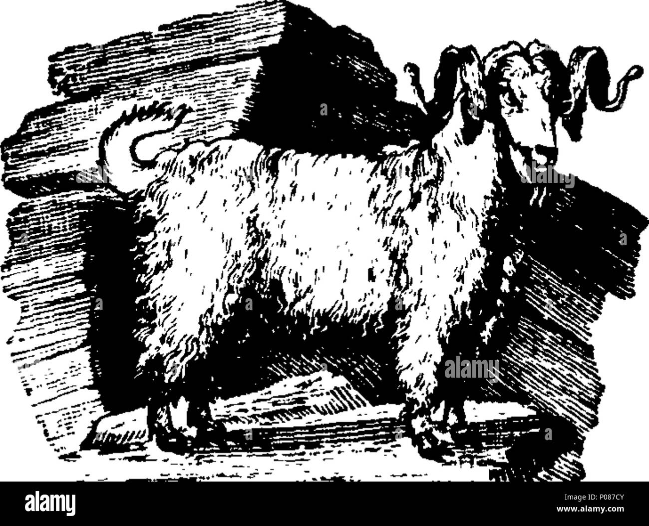 . Englisch: Fleuron aus Buch: eine allgemeine Geschichte der Vierbeiner. Die Zahlen eingraviert auf Holz von T.Bewick. 106 Eine allgemeine Geschichte der Vierbeiner. Die Zahlen eingraviert auf Holz von T.Bewick. Fleuron T 061242-42 Stockfoto