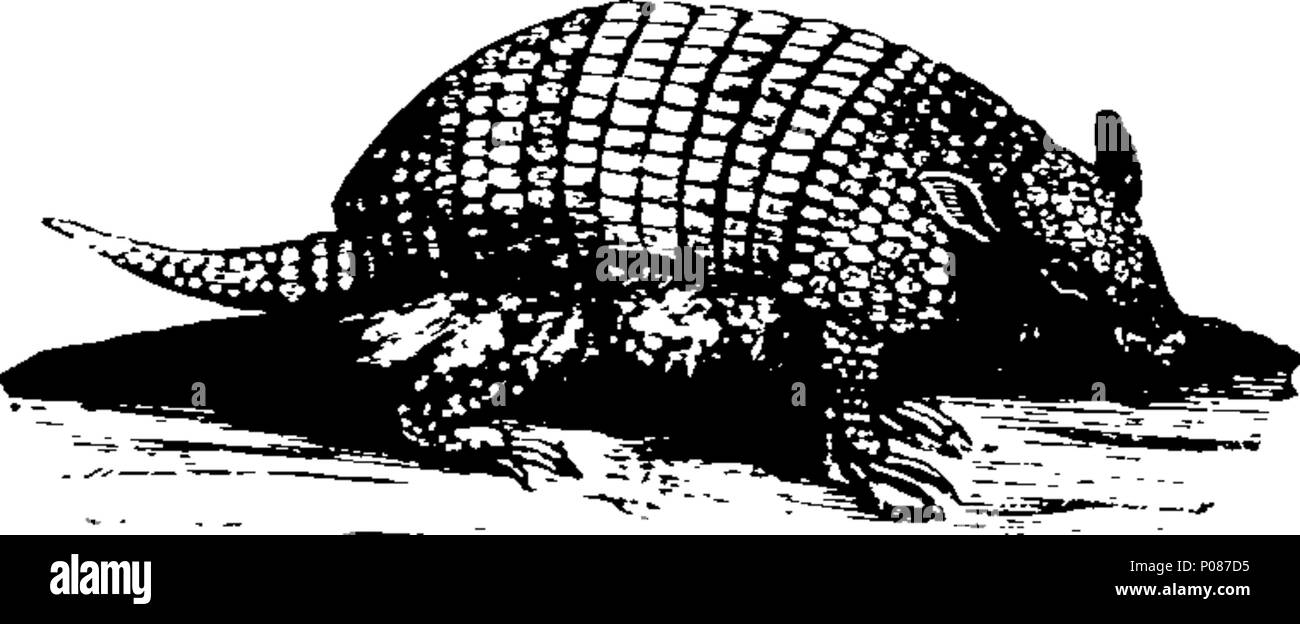 . Englisch: Fleuron aus Buch: eine allgemeine Geschichte der Vierbeiner. Die Zahlen eingraviert auf Holz von T.Bewick. 106 Eine allgemeine Geschichte der Vierbeiner. Die Zahlen eingraviert auf Holz von T.Bewick. Fleuron T 061242-48 Stockfoto