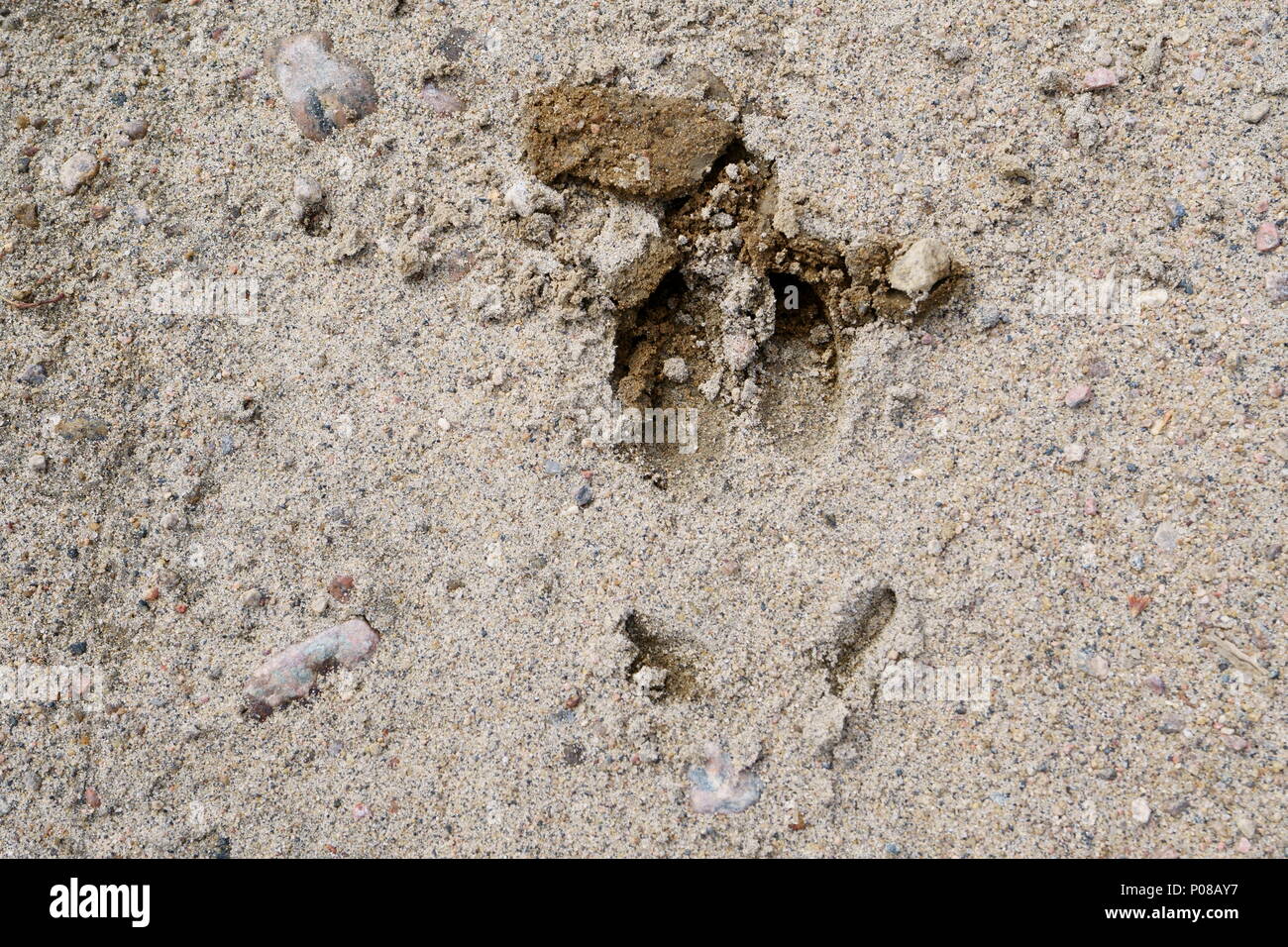 Moose Fußabdruck im Sand. Stockfoto