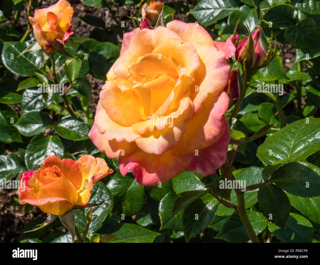 Rose, Queen Mary's Garten, Rosengarten, Regents Park, London, England, UK, GB. Stockfoto