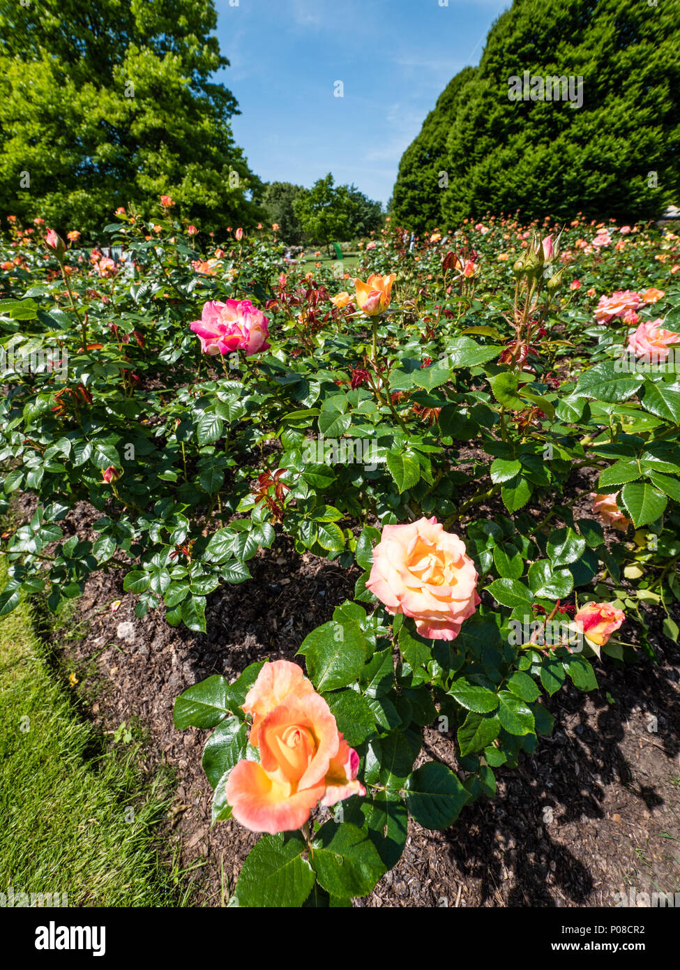 Rosen, Queen Mary's Garten, Rosengarten, Regents Park, London, England, UK, GB. Stockfoto