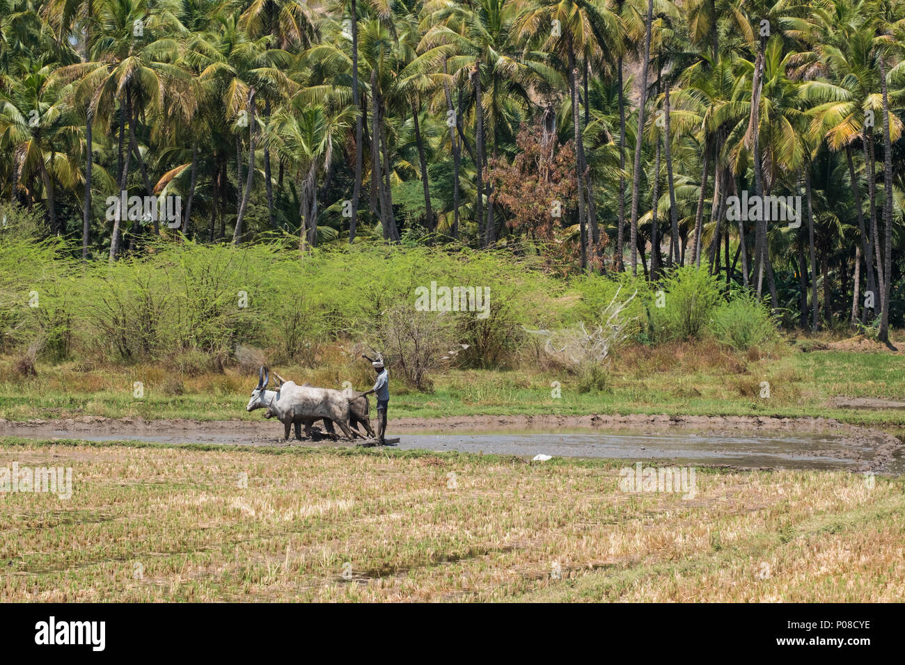 Dindigul, Indien - 8. März 2018: Eine nicht identifizierte landwirtschaftliche Arbeitnehmer mit traditionellen Methoden ein Reisfeld für die Aussaat von Reis pflanzen vorzubereiten Stockfoto