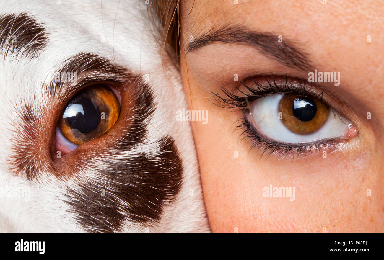 Nahaufnahme von Hund Face Stockfoto
