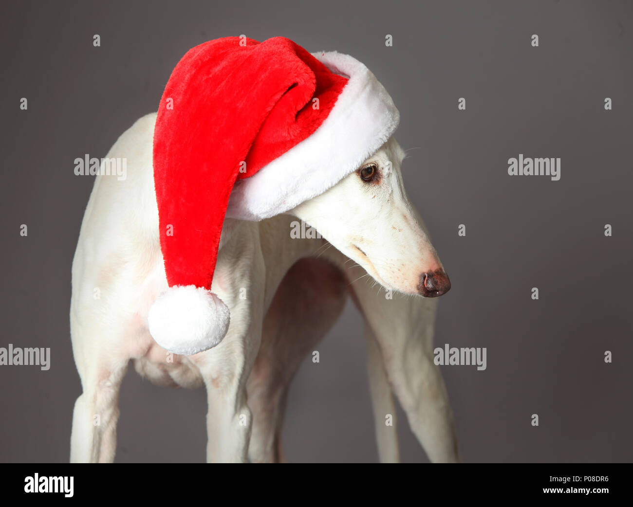 Hund in Weihnachten Stockfoto