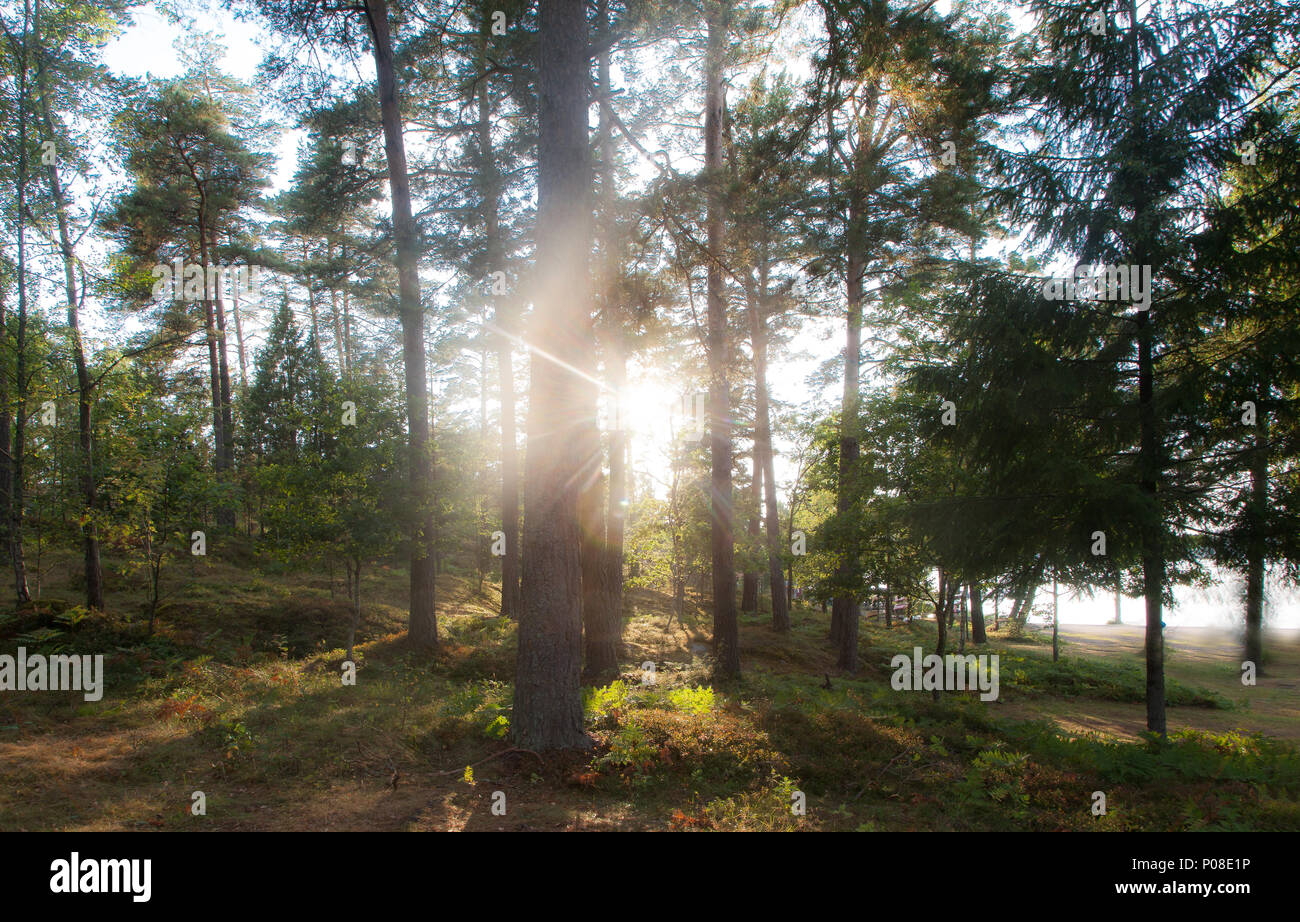 Sonne strahlt auf eine Waldlichtung in Schweden, Sonne Verbreitung durch die Bäume in den Wäldern von Schweden Stockfoto