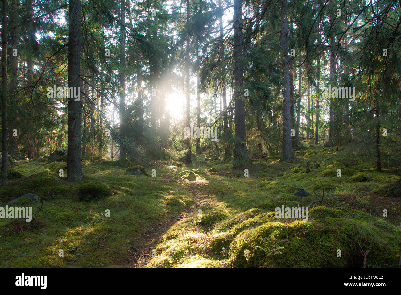 Sonne strahlt auf eine Waldlichtung in Schweden, Sonne Verbreitung durch die Bäume in den Wäldern von Schweden Stockfoto