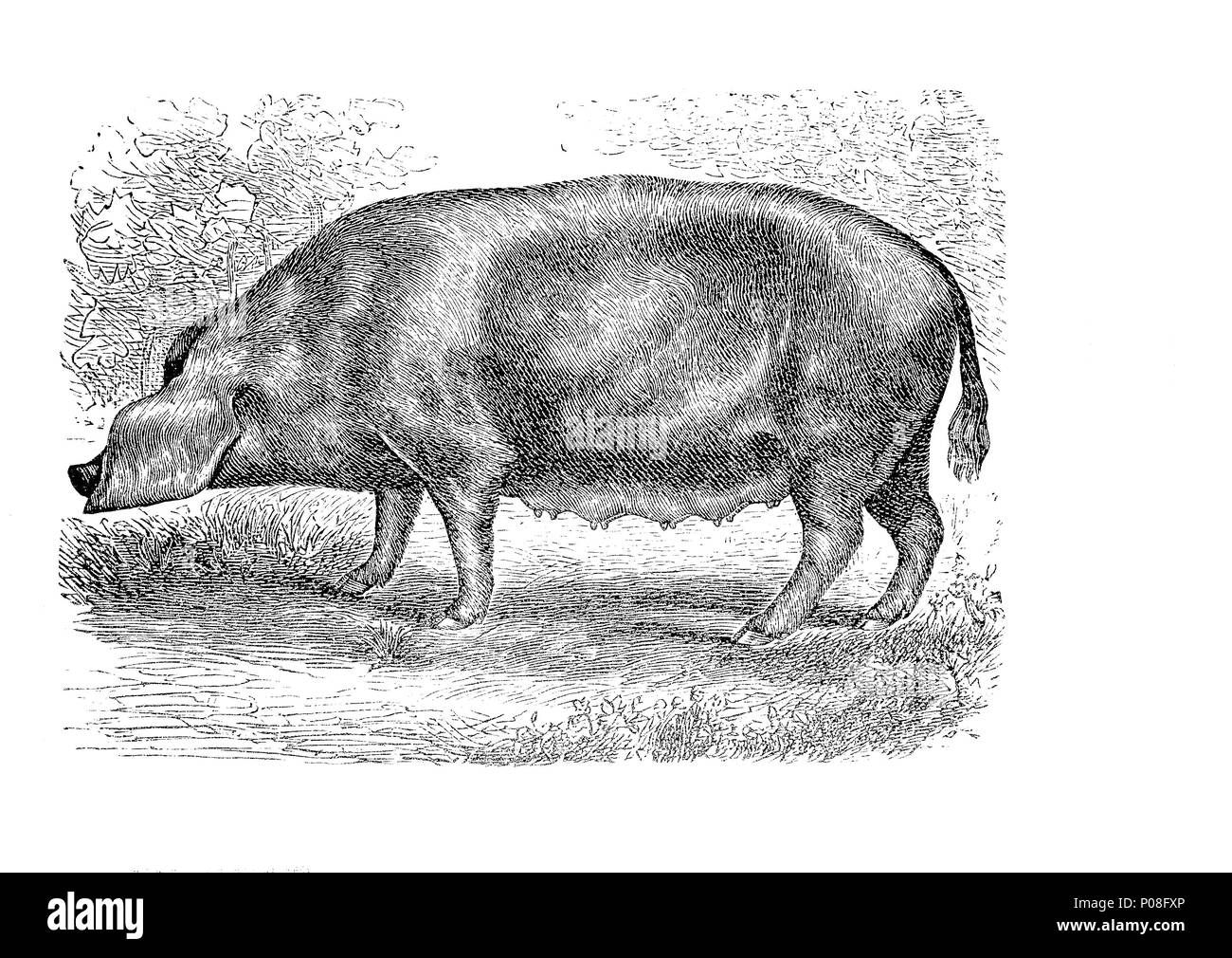 Marschschwein, Bentheim schwarz gescheckt, auch als Schwarz-Wesses oder Buntes Bentheimer Schwein bezeichnet, ist eine seltene Rasse von hausschwein in Deutschland., digital verbesserte Reproduktion einer Vorlage drucken aus dem Jahr 1881 Stockfoto