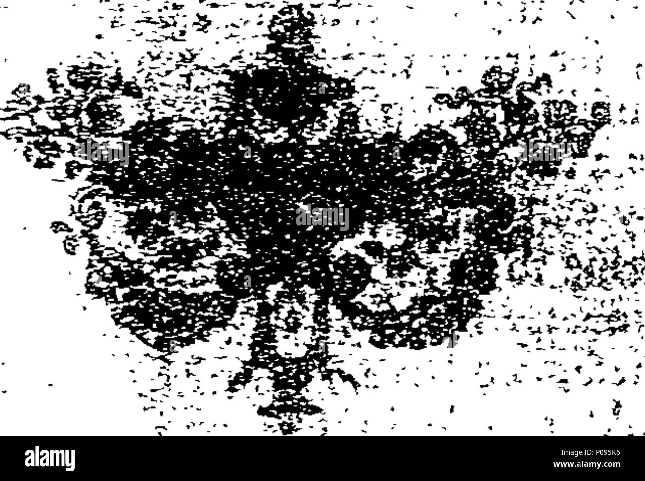 . Englisch: Fleuron aus Buch: Eine bescheidene Adresse auf den Commons von Großbritannien, insbesondere für den freien Bürger von London; veranlasst durch den schlechten Erfolg unserer gegenwärtigen Naval War mit Frankreich, und die wollen von einer Miliz Rechnung. 132 Eine bescheidene Adresse auf den Commons von Großbritannien Fleuron T 081155-1 Stockfoto