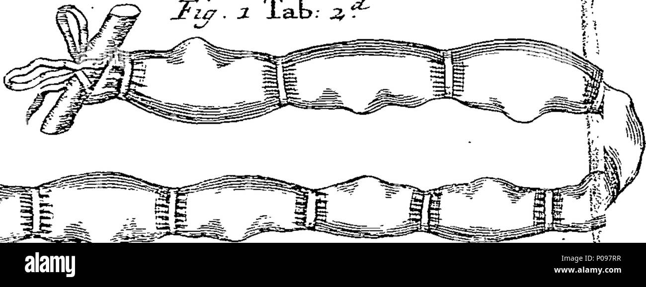 . Englisch: Fleuron aus Buch: eine natürliche und medizinische Geschichte von Worms. In den Körpern von Menschen und anderen Tieren gezüchtet; von den Behörden getroffenen Maßnahmen und Beobachtungen aller Autoren, die davon behandelt haben, von Hippokrates zu dieser Zeit: zusammen mit einer Anfrage in das Original von Würmern und die Rechtsbehelfe, die sie zerstören, die mit einer bestimmten Formel von Arzneimitteln, die für die Verwendung von Familien angepasst und d mit mehreren Kupfer Schnitte veranschaulichen. Aus dem Lateinischen von D. Le Clerc, M.D. vom Compiler der allgemeinen Geschichte der Drogen getan, von Pomet, Lemery, Tournefort, &c. 135 eine natürliche und medizinische Geschichte Stockfoto
