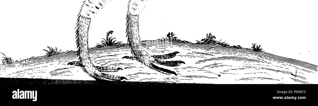 . Englisch: Fleuron aus Buch: eine Naturgeschichte der Vögel. Illustriert mit 100 und vier Kupferplatten, aus dem Leben eingraviert. Durch das Thema eleasar Albin veröffentlicht, und sorgfältig Farbe würde von seiner Tochter und sich selbst, von den Originalen, von den lebenden Vögeln. Vol. II. 135 eine Naturgeschichte der Vögel Fleuron T 064478-27 Stockfoto