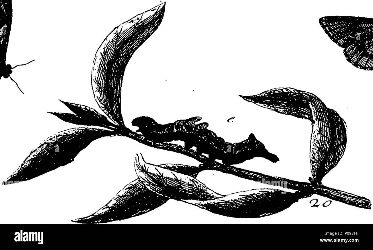 . Englisch: Fleuron aus Buch: eine natürliche Geschichte der englischen Insekten. Illustriert mit 100 Kupferplatten, neugierig Eingraviert aus dem Leben: und (für diejenigen, die es wünschen) genau auf das Thema Eleasar, Albin, Maler gefärbt. Zu denen hinzugefügt werden, große Notizen und viele Neugierige Beobachtungen. Von W. Derham, Fellow der Royal Society. 136 Eine natürliche Geschichte der englischen Insekten Fleuron T 085937-36 Stockfoto