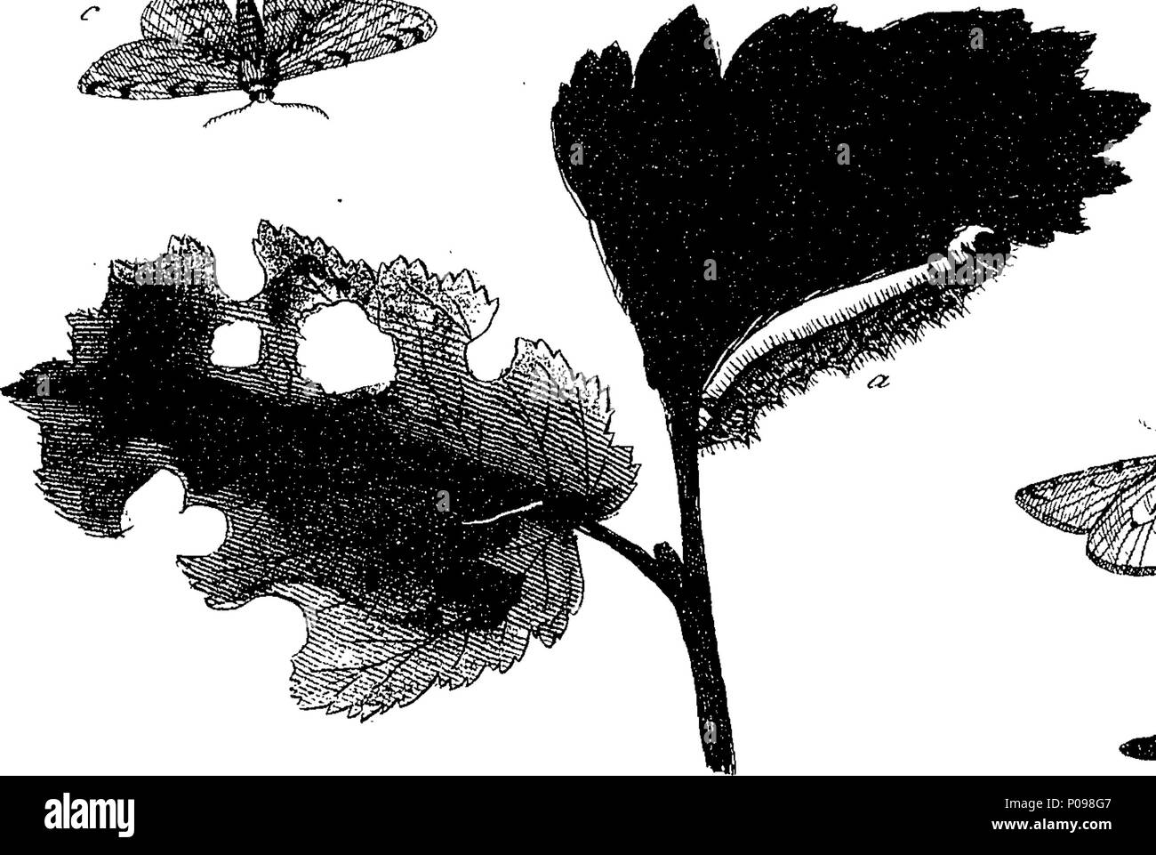 . Englisch: Fleuron aus Buch: eine natürliche Geschichte der englischen Insekten. Illustriert mit 100 Kupferplatten, neugierig Eingraviert aus dem Leben: und (für diejenigen, die es wünschen) genau auf das Thema Eleasar, Albin, Maler gefärbt. Zu denen hinzugefügt werden, große Notizen und viele Neugierige Beobachtungen. Von W. Derham, Fellow der Royal Society. 136 Eine natürliche Geschichte der englischen Insekten Fleuron T 085937-46 Stockfoto